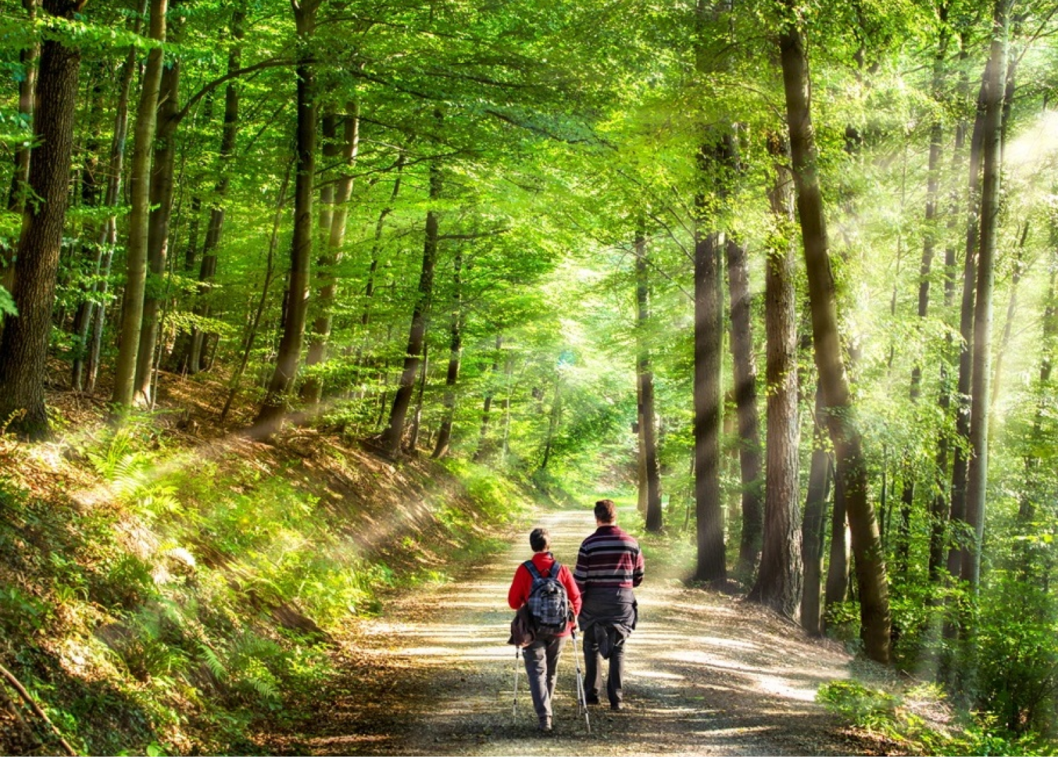 Randonnée en forêt